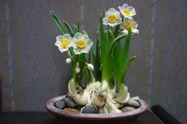 水仙冬天能開花嗎，夏眠秋長，冬春開花