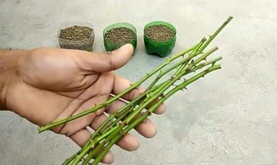 薔薇花的扦插方法，薔薇花扦插五個(gè)簡(jiǎn)單步驟