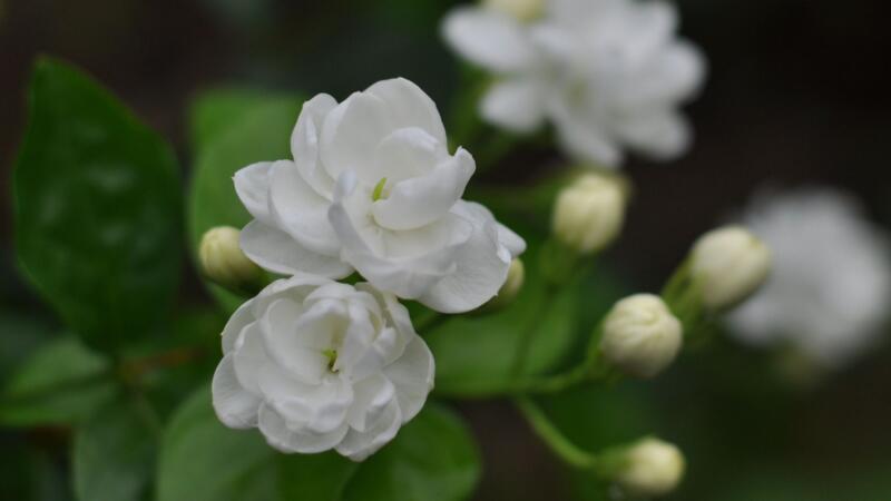 茉莉花花語(yǔ)