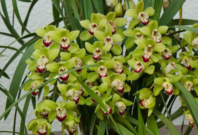 十種名貴的蘭花品種，素冠荷鼎拍出千萬(wàn)高價(jià)