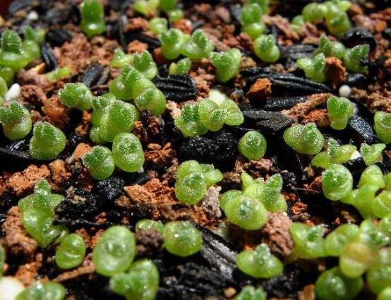 碧光環(huán)用什么土種，透氣透水土壤是必要種植條件