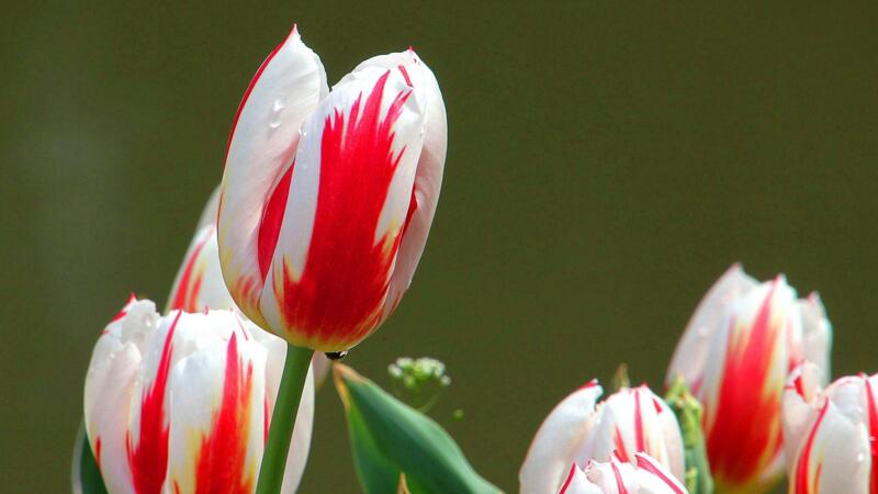 郁金香花語(yǔ)是什么