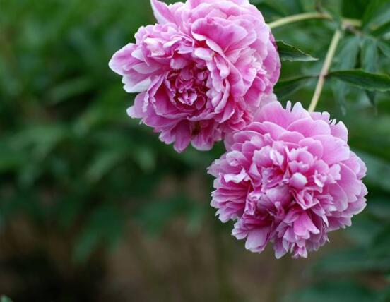 芍藥花什么時(shí)候開，每年4-6月就會(huì)含苞盛開