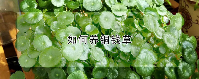 如何養(yǎng)銅錢草