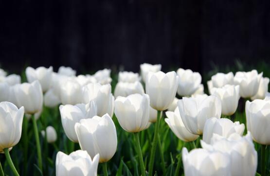 郁金香的花語是什么，郁金香享譽(yù)世界花后