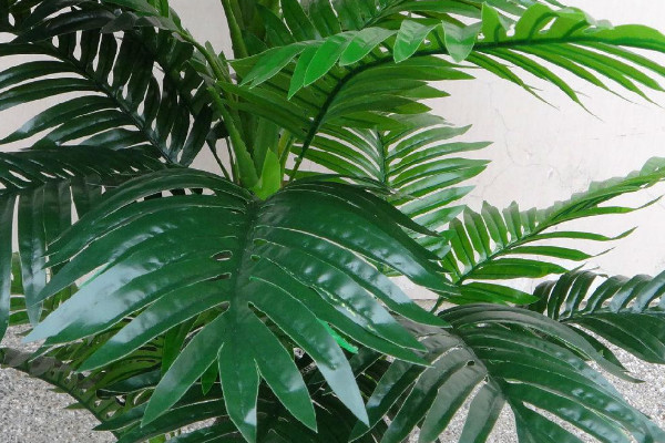 散尾葵花語(yǔ)