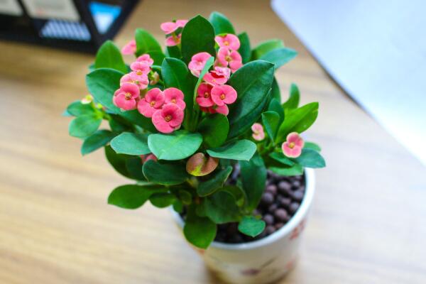 虎刺梅一年開幾次花，只要養(yǎng)護得當虎刺梅可以四季開花