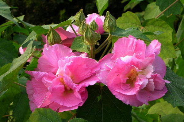 芙蓉花花語 