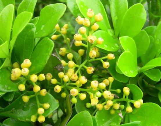 米蘭花怎么養(yǎng)，八個(gè)好方法教你養(yǎng)殖好