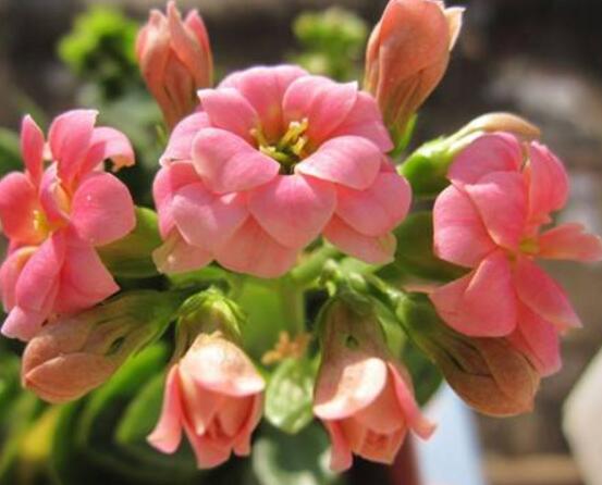長(zhǎng)壽花種子怎么種，長(zhǎng)壽花種子種植七大基本步驟