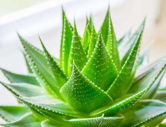 蘆薈的品種及圖片名稱，盤點蘆薈最受歡迎八大品種