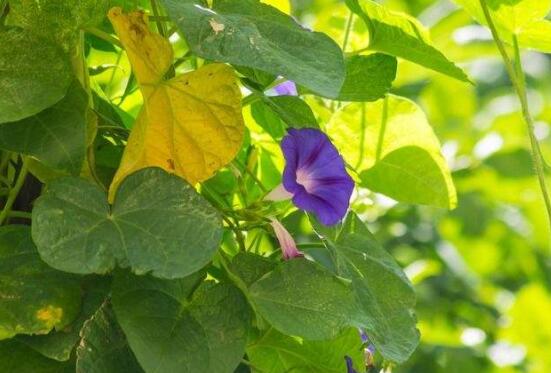 牽?；ㄊ裁磿r(shí)候開(kāi)花，牽?；ㄔ诿磕?-10月開(kāi)花