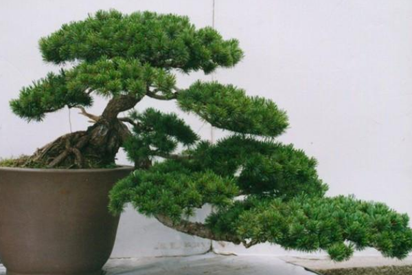 羅漢松盆景圖片欣賞，習(xí)性、分布以及作用