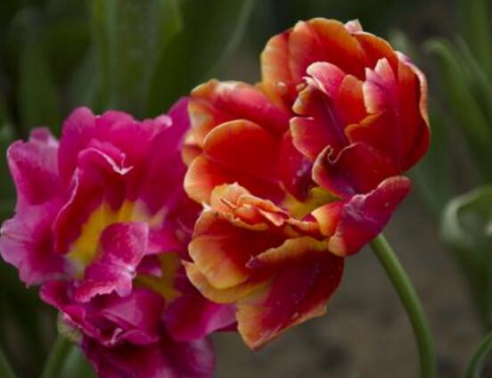 郁金香開(kāi)花時(shí)間，3-5月每天清晨七點(diǎn)開(kāi)花