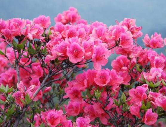 杜鵑花怎么換盆，老農(nóng)教你三個(gè)簡(jiǎn)單易學(xué)方法