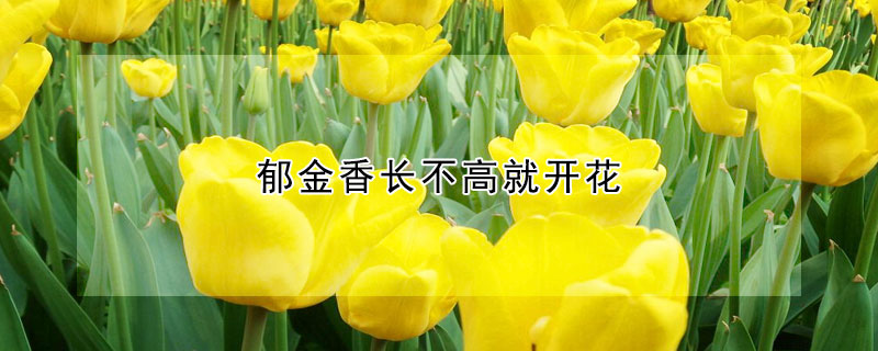 郁金香長(zhǎng)不高就開(kāi)花