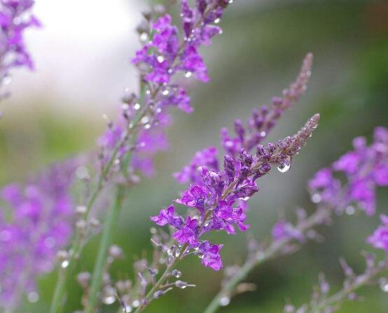 薰衣草的花語是什么，代表著心心相印、愛情的等待