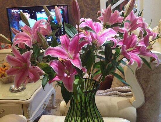 百合花怎么養(yǎng)，百合花的養(yǎng)殖方法和注意事項(xiàng)