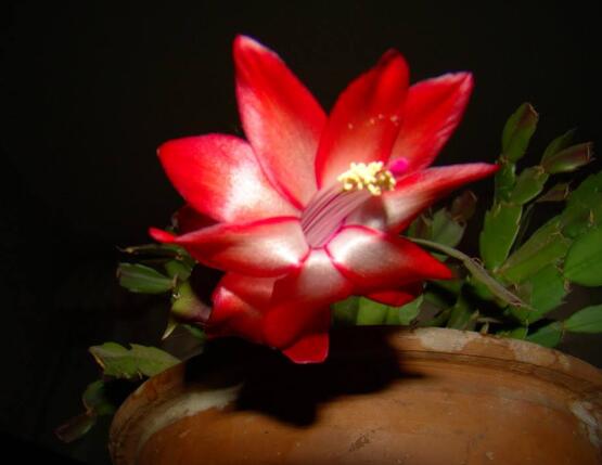 蟹爪蘭花期可以澆水嗎，教你五點(diǎn)基本步驟便可花開茂盛