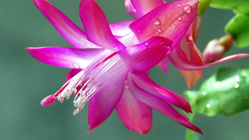蟹爪蘭的花語(yǔ)