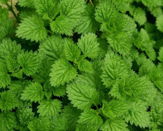 碰碰香和薄荷的區(qū)別，解析一眼就能分辨出的兩種方法