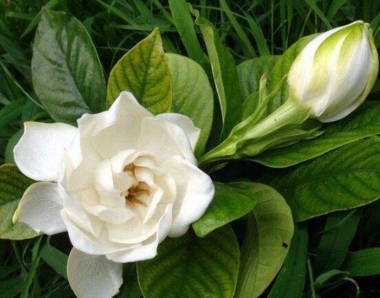 枙子花的花語是什么，代表著堅(jiān)強(qiáng)、永恒的愛、一生的守候
