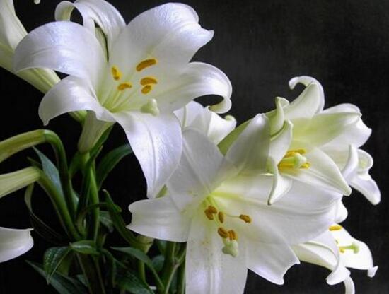 百合花怎么修剪，百合花的修剪方法圖解