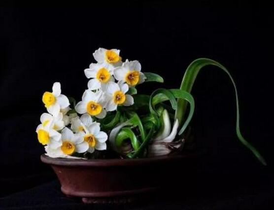 水仙花和風信子的區(qū)別，教你三種區(qū)別方法(外形/地域/價值)