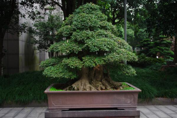 榕樹的養(yǎng)殖方法和注意事項(xiàng)，掌握這四點(diǎn)技巧讓你的榕樹挺拔蒼勁