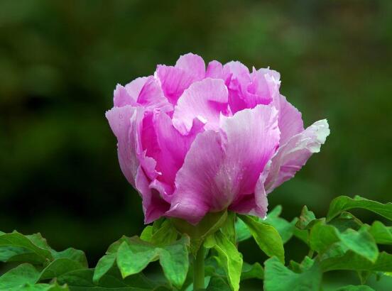 牡丹花花期，牡丹花的花期4-5月份(綻放十天)