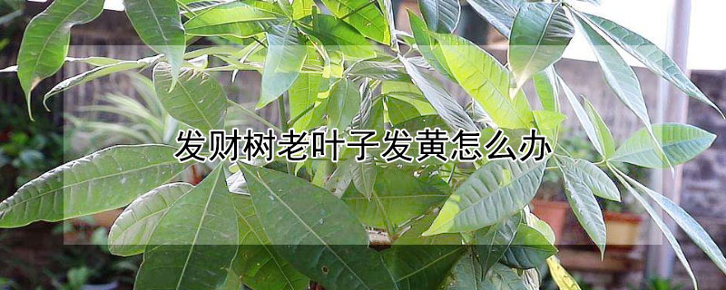 發(fā)財(cái)樹老葉子發(fā)黃怎么辦