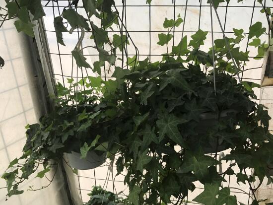 常春藤有什么風水作用，常春藤的功效與作用