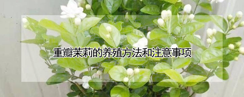 重瓣茉莉的養(yǎng)殖方法和注意事項(xiàng)