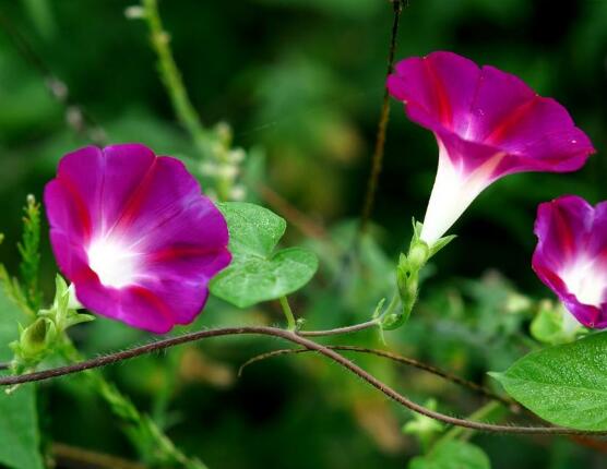 牽牛花怎么養(yǎng)，牽?；B(yǎng)殖方法