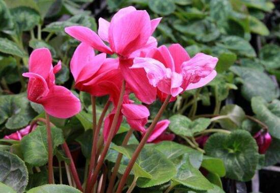 仙客來花期多久，仙客來花謝了怎么處理