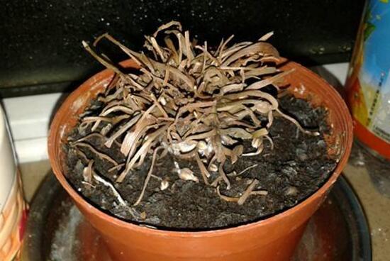 仙客來爛根怎么辦，仙客來爛根處理方法