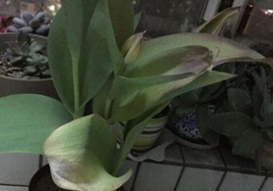郁金香葉子發(fā)黃的原因，郁金香葉子發(fā)黃怎么辦