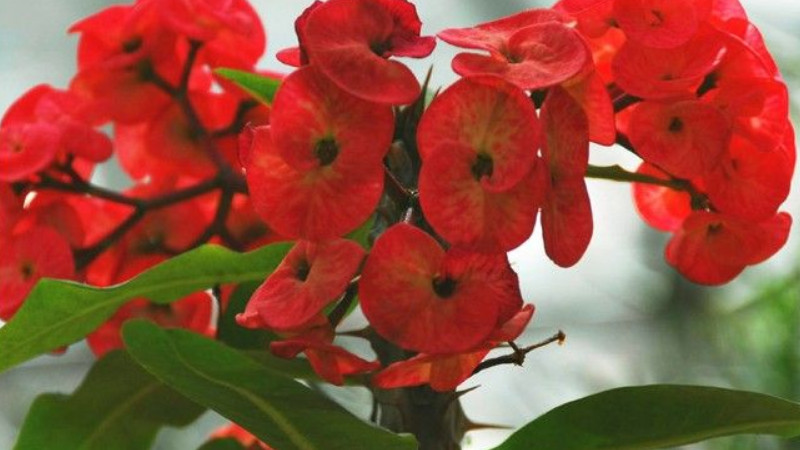 虎刺梅怎么養(yǎng)，養(yǎng)殖虎刺梅要注意保障合適的溫度