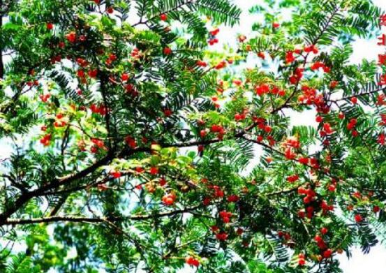 紅豆杉干枯后急救方法，教你四種方法輕松解決
