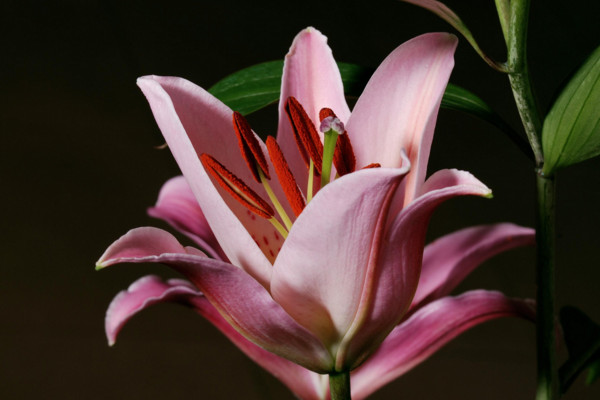 百合花的花語(yǔ)