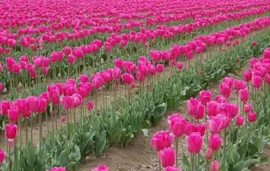 郁金香什么時候開花，賞花期3月-5月