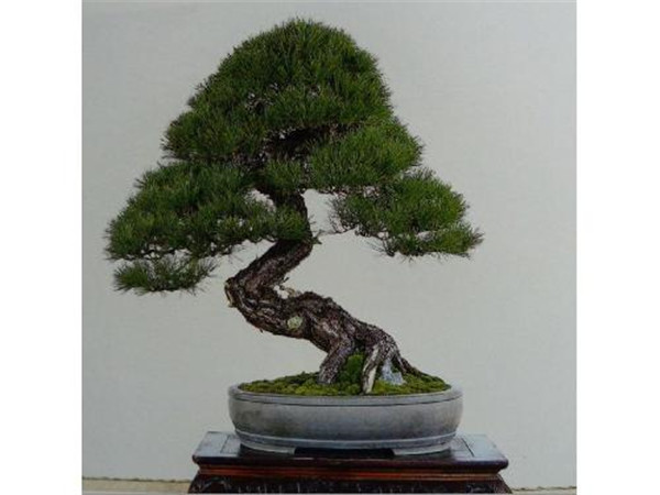 赤松盆景_品種介紹_樹苗價(jià)格_圖片_養(yǎng)護(hù)方法