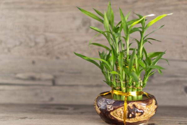富貴竹怎么養(yǎng)才能更旺盛，5個(gè)方法可以讓富貴竹更旺盛