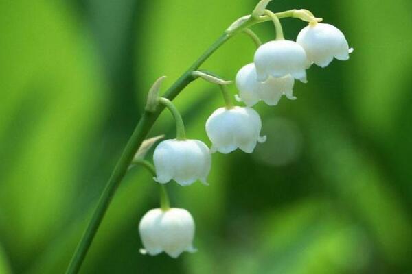 鈴蘭花語(yǔ)和寓意