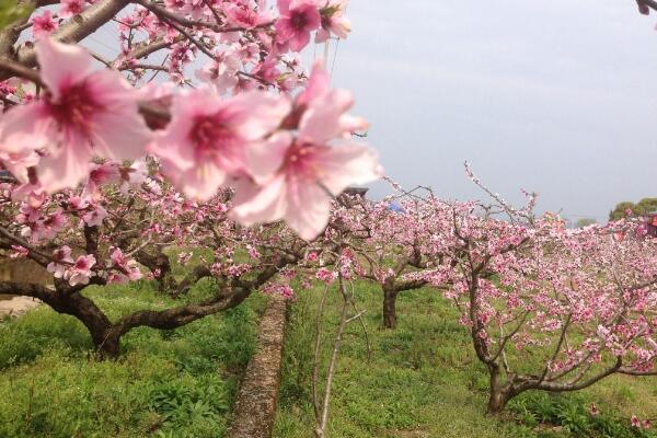 如何延長桃花花期，加強光照并保證養(yǎng)分