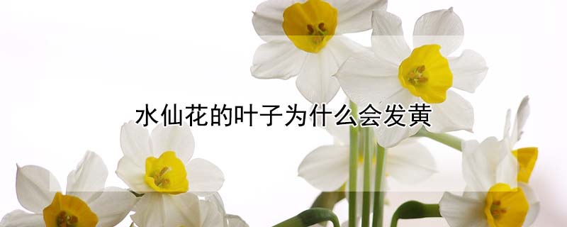 水仙花的葉子為什么會發(fā)黃