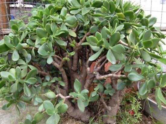 玉樹怎么換盆，三個(gè)簡單步驟讓你輕松學(xué)會(huì)