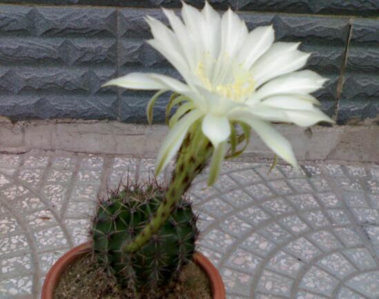 仙人掌會(huì)開(kāi)花嗎，仙人掌什么時(shí)候開(kāi)花