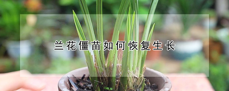 蘭花僵苗如何恢復(fù)生長(zhǎng)