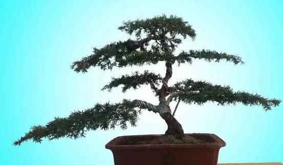 紅豆杉可以種庭院嗎，可以/幸福安康，家庭和睦